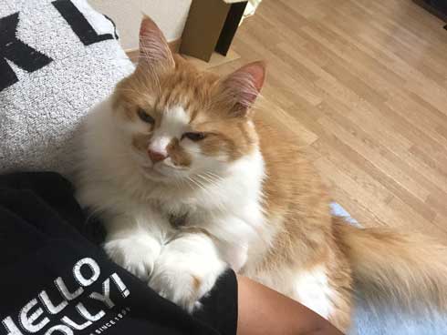 子猫 保護 自動販売機の裏 はさまって 救出