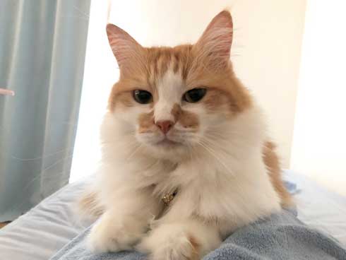 子猫 保護 自動販売機の裏 はさまって 救出