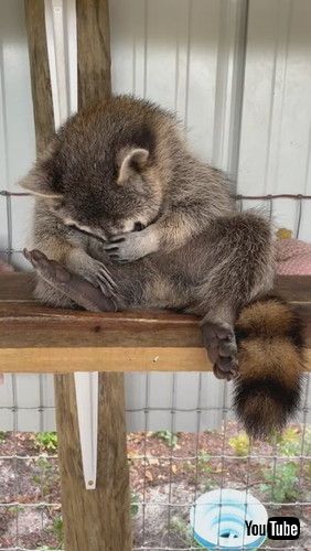 保護　アライグマ　甘えん坊　動画　かわいい