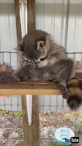 保護　アライグマ　甘えん坊　動画　かわいい