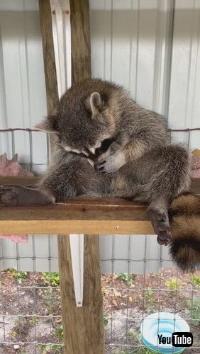 保護　アライグマ　甘えん坊　動画　かわいい