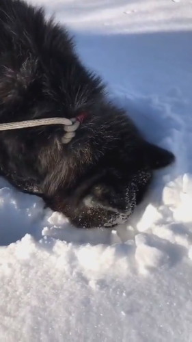 雪と犬