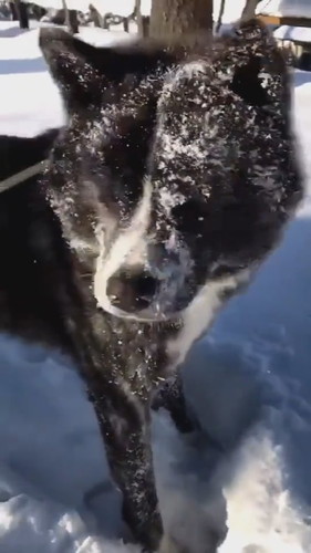 雪が好きでお散歩が進まないワンコ 秋田犬 動画 かわいい 面白 雪 お散歩 秋田犬保存会 akitainu dog