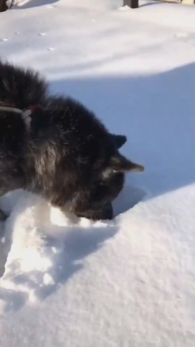 雪が好きでお散歩が進まないワンコ 雪が好きでお散歩が進まないワンコ 秋田犬 動画 かわいい 面白 雪 お散歩 秋田犬保存会 akitainu dog