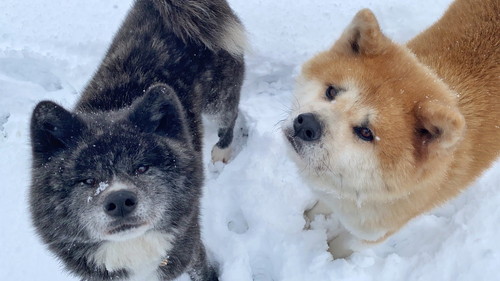 銀ちゃんとくろべえくん 雪が好きでお散歩が進まないワンコ 秋田犬 動画 かわいい 面白 雪 お散歩 秋田犬保存会 akitainu dog