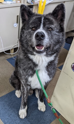 スバルくん 雪が好きでお散歩が進まないワンコ 秋田犬 動画 かわいい 面白 雪 お散歩 秋田犬保存会 akitainu dog