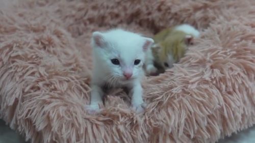 猫 保護子猫 フミフミ うどん職人 動画 かわいい 面白 癒やし