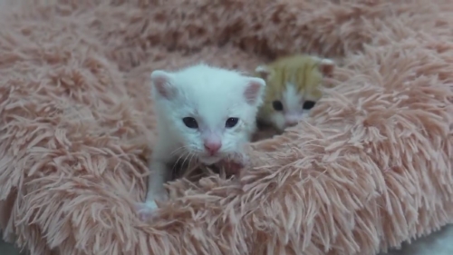 猫 保護子猫 フミフミ うどん職人 動画 かわいい 面白 癒やし