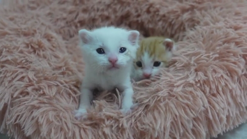 猫 保護子猫 フミフミ うどん職人 動画 かわいい 面白 癒やし