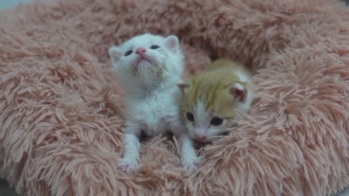 猫 保護子猫 フミフミ うどん職人 動画 かわいい 面白 癒やし