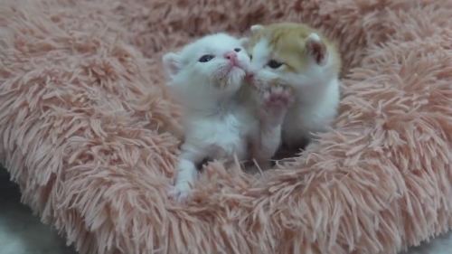 猫 保護子猫 フミフミ うどん職人 動画 かわいい 面白 癒やし