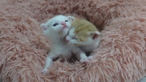 猫 保護子猫 フミフミ うどん職人 動画 かわいい 面白 癒やし