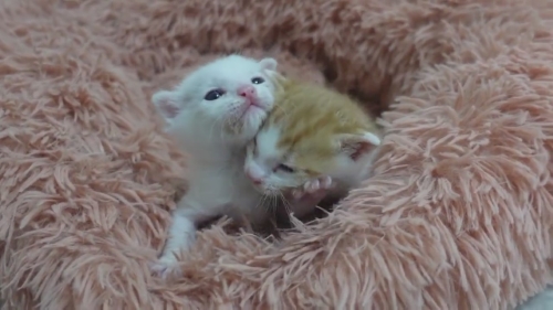 猫 保護子猫 フミフミ うどん職人 動画 かわいい 面白 癒やし