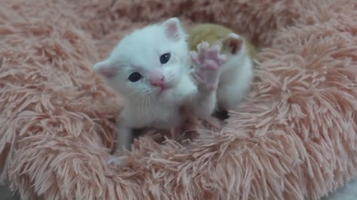 猫 保護子猫 フミフミ うどん職人 動画 かわいい 面白 癒やし