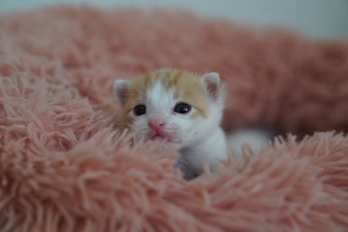 猫 保護子猫 フミフミ うどん職人 動画 かわいい 面白 癒やし