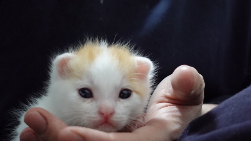 猫 保護子猫 フミフミ うどん職人 動画 かわいい 面白 癒やし