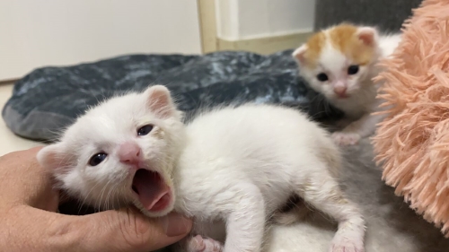 猫 保護子猫 フミフミ うどん職人 動画 かわいい 面白 癒やし