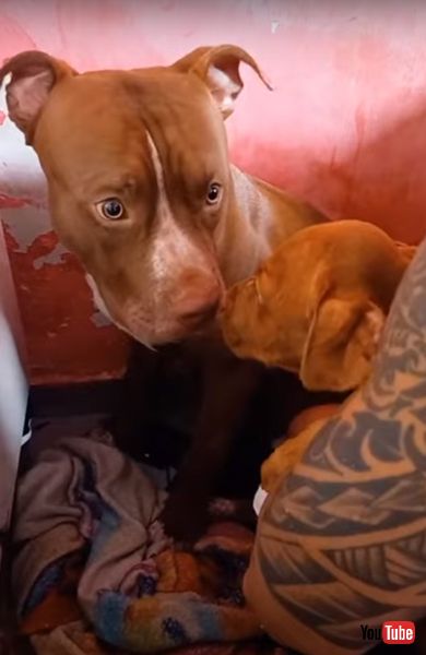 子犬　先住犬　嫉妬　ワンコ　アメリカン・ピット・ブル・テリア　ブラジル　動画　かわいい