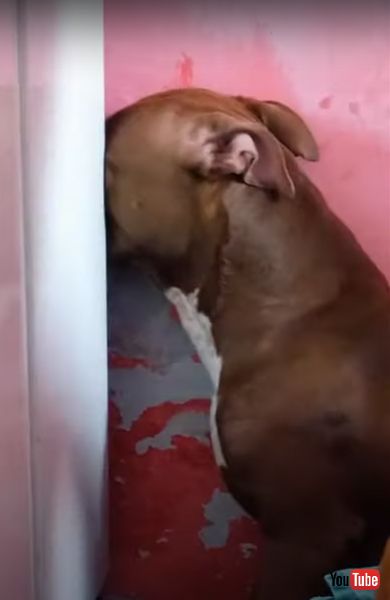 子犬　先住犬　嫉妬　ワンコ　アメリカン・ピット・ブル・テリア　ブラジル　動画　かわいい