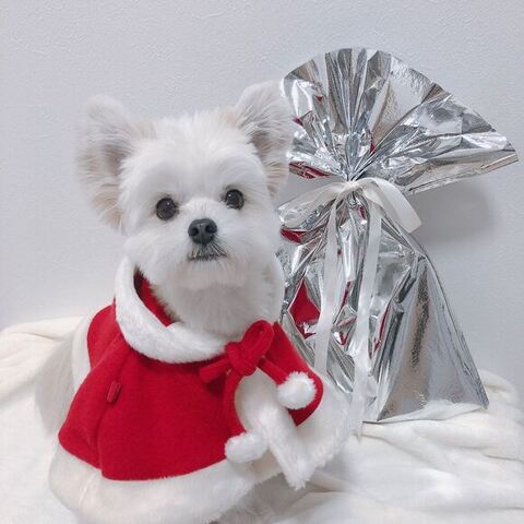 渾身（こんしん） かわいい ぽんた 食事中 マルチーズ ポメラニアン 犬