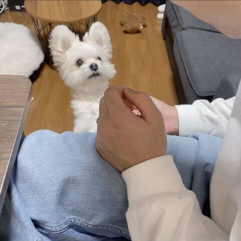 渾身（こんしん） かわいい ぽんた 食事中 マルチーズ ポメラニアン 犬