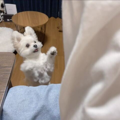 渾身（こんしん） かわいい ぽんた 食事中 マルチーズ ポメラニアン 犬