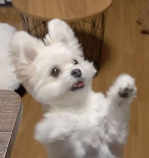 渾身（こんしん） かわいい ぽんた 食事中 マルチーズ ポメラニアン 犬