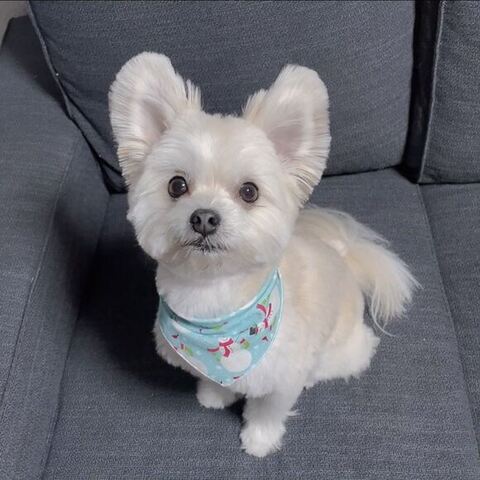 渾身（こんしん） かわいい ぽんた 食事中 マルチーズ ポメラニアン 犬