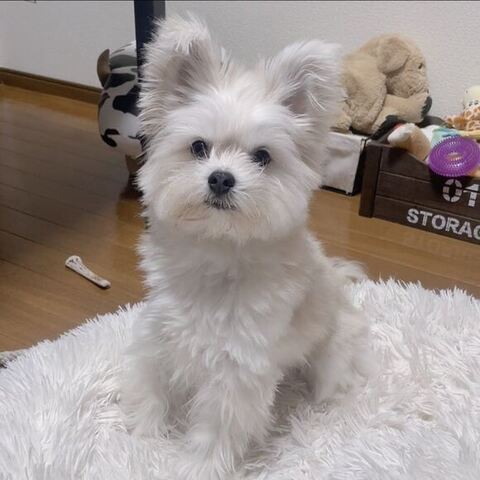渾身（こんしん） かわいい ぽんた 食事中 マルチーズ ポメラニアン 犬
