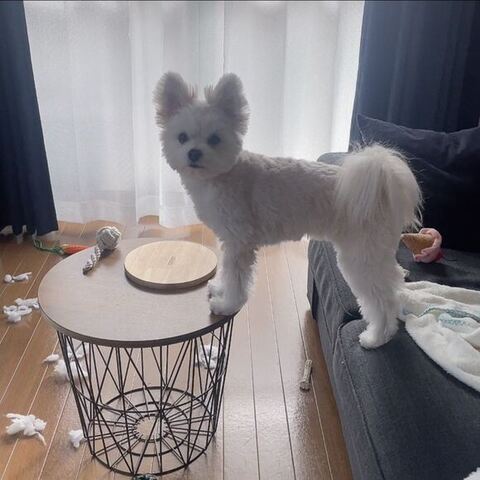 渾身（こんしん） かわいい ぽんた 食事中 マルチーズ ポメラニアン 犬