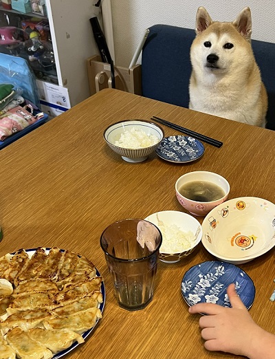 柴犬　犬　ワンコ　かわいい　食卓　表情　画像　面白