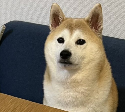 柴犬　犬　ワンコ　かわいい　食卓　表情　画像　面白