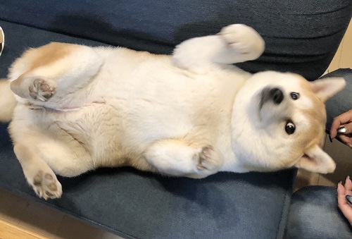 柴犬　犬　ワンコ　かわいい　食卓　表情　画像　面白