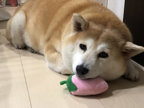 柴犬　犬　ワンコ　かわいい　食卓　表情　画像　面白