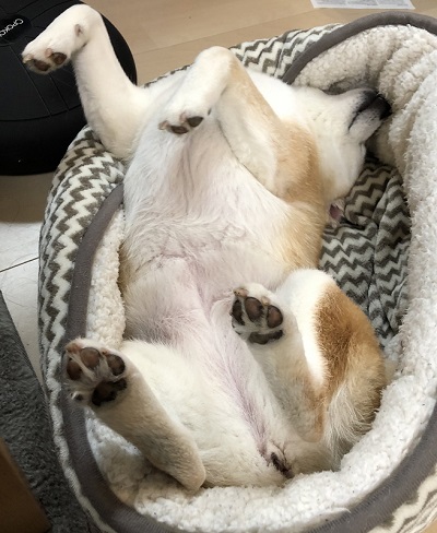 柴犬　犬　ワンコ　かわいい　食卓　表情　画像　面白