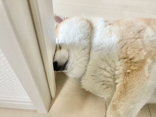 柴犬　犬　ワンコ　かわいい　食卓　表情　画像　面白