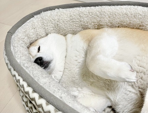 柴犬　犬　ワンコ　かわいい　食卓　表情　画像　面白