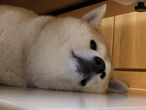 柴犬　犬　ワンコ　かわいい　食卓　表情　画像　面白