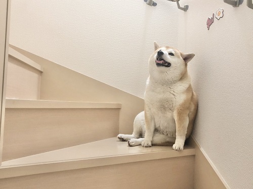 柴犬　犬　ワンコ　かわいい　食卓　表情　画像　面白