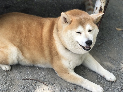 柴犬　犬　ワンコ　かわいい　食卓　表情　画像　面白