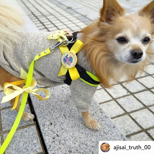 ねとらぼ生物部　画像　動画　バズった　2021年　Twitter　マレーグマ　うさぎ　イエロードッグプロジェクト　犬