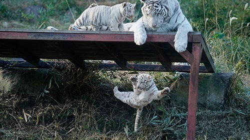 ねとらぼ生物部　画像　動画　バズった　2021年　Twitter　マレーグマ　うさぎ　イエロードッグプロジェクト　犬