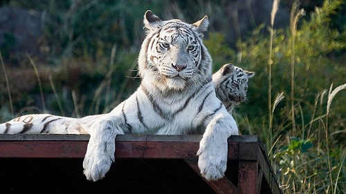 ねとらぼ生物部　画像　動画　バズった　2021年　Twitter　マレーグマ　うさぎ　イエロードッグプロジェクト　犬