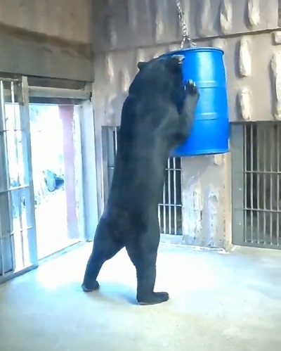 ねとらぼ生物部　画像　動画　バズった　2021年　Twitter　マレーグマ　うさぎ　イエロードッグプロジェクト　犬