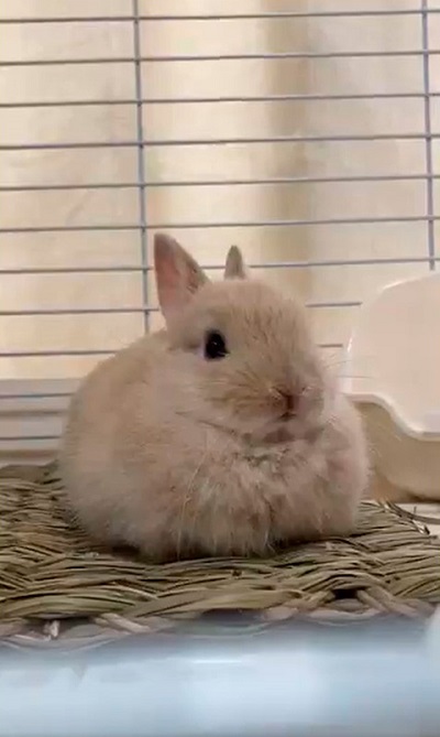 ねとらぼ生物部　画像　動画　バズった　2021年　Twitter　マレーグマ　うさぎ　イエロードッグプロジェクト　犬