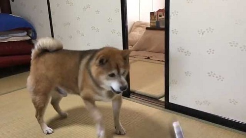 ねとらぼ生物部　画像　動画　バズった　2021年　Twitter　マレーグマ　うさぎ　イエロードッグプロジェクト　犬