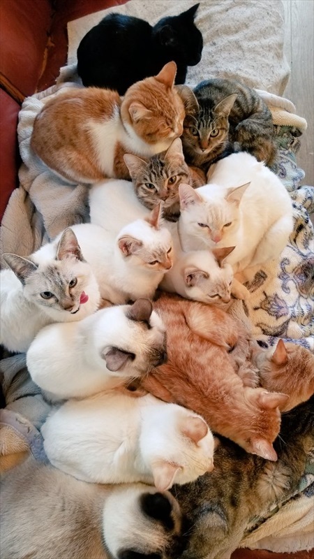 朝の寒さで猫団子 ネコ かわいい 面白 モフモフ ストーブ 冬 癒される