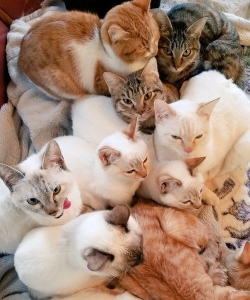 朝の寒さで猫団子 ネコ かわいい 面白 モフモフ ストーブ 冬 癒される