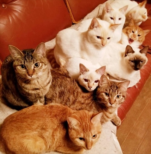 朝の寒さで猫団子 ネコ かわいい 面白 モフモフ ストーブ 冬 癒される