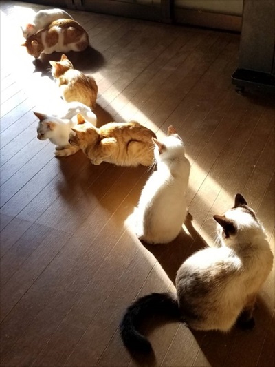 朝の寒さで猫団子 ネコ かわいい 面白 モフモフ ストーブ 冬 癒される